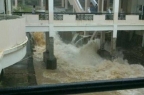 廣東珠海遭特大暴雨襲擊 魚被沖進樓內(圖)