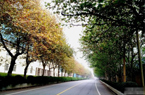 馬路兩側法桐奇呈春秋兩景