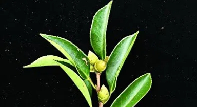海南發現油茶新物種