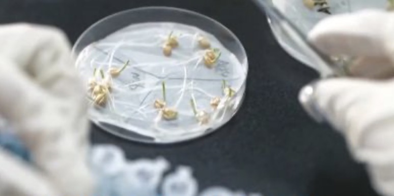 我國種業振興行動取得一批標志性成果