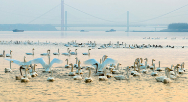 安徽銅陵：生態好 候鳥至