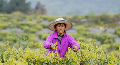 重慶：縉雲(yún)甜茶採摘忙