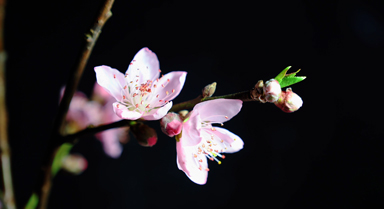 延時攝影帶你看桃花“醒”來